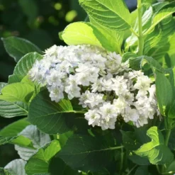 3pc Hydrangea Wedding Gown - National Plant Network 7 3pc Hydrangea Wedding Gown - National Plant Network -Artificial Plant Store GUEST e330ec18 8cda 4747 ab88 f26e01a7b859