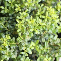National Plant Network Live Outdoor Soft Touch Holly Plant - 1ct 1gal 13 National Plant Network Live Outdoor Soft Touch Holly Plant - 1ct 1gal -Artificial Plant Store GUEST e3838233 b3be 41d9 87a7 043c91c86e35