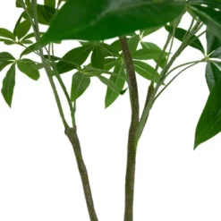 Northlight 4' Artificial Unbraided Potted Green Money Tree 12 Northlight 4' Artificial Unbraided Potted Green Money Tree -Artificial Plant Store GUEST e3bbff48 72e4 407c 9eda e081df5f8785
