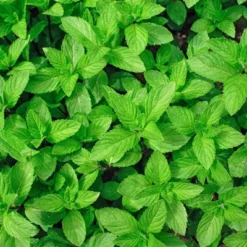 Burpee Herb ' Spearmint' 1pc Seasonal Grown In All U.S.D.A. Hardiness Zones National Plant Network 4" 9 Burpee Herb ' Spearmint' 1pc Seasonal Grown In All U.S.D.A. Hardiness Zones National Plant Network 4" -Artificial Plant Store GUEST e4e63e59 9719 470b a248 447182e79baf