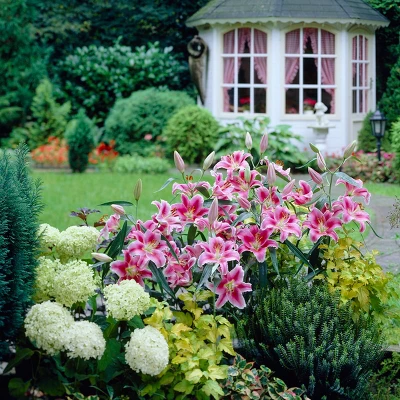 Lilies Oriental Stargazer - Set Of 12 Bulbs - Van Zyverden 3 Lilies Oriental Stargazer - Set Of 12 Bulbs - Van Zyverden