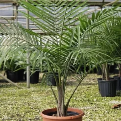 National Plant Network Live Indoor/Outdoor Majesty Palm Plant - 1ct 2.5qt -Artificial Plant Store GUEST e6290536 3a65 4b3f b9b3 9193ec4ed94f