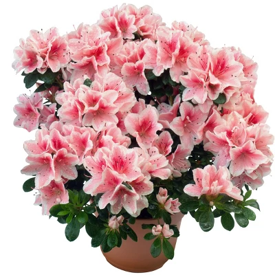 Encore Azalea Autumn 'Sunburst' 3gal U.S.D.A. Hardiness Zones 7-10 - 1pc - National Plant Network 4 Encore Azalea Autumn 'Sunburst' 3gal U.S.D.A. Hardiness Zones 7-10 - 1pc - National Plant Network - Image 2