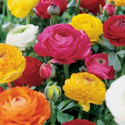 Van Zyverden 25ct Bulbs Butter Cups Ranunculus Double Blooming Mixed 6 Van Zyverden 25ct Bulbs Butter Cups Ranunculus Double Blooming Mixed - Image 4