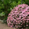 Azalea 'Watchet' U.S.D.A. Hardiness Zones 6-8 - 1pc - Cottage Hill 1 Azalea 'Watchet' U.S.D.A. Hardiness Zones 6-8 - 1pc - Cottage Hill -Artificial Plant Store GUEST e671f293 2543 454d 9aad f6490d7bfddb