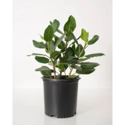 Ficus Audrey - National Plant Network -Artificial Plant Store GUEST e6873027 a810 4dbe 869c 21b9583cfddc