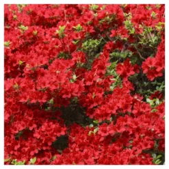 Azalea Midnite Flare 1pc - National Plant Network U.S.D.A Hardiness Zone 7-9: Sun/Shade Tolerant, Nursery Pot Included 9 Azalea Midnite Flare 1pc - National Plant Network U.S.D.A Hardiness Zone 7-9: Sun/Shade Tolerant, Nursery Pot Included -Artificial Plant Store GUEST e7b4b235 6172 4754 a5c8 c93dce0ff63c
