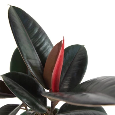 Ficus Robusta Ruby Rubber Tree Plant - National Plant Network 4 Ficus Robusta Ruby Rubber Tree Plant - National Plant Network - Image 2