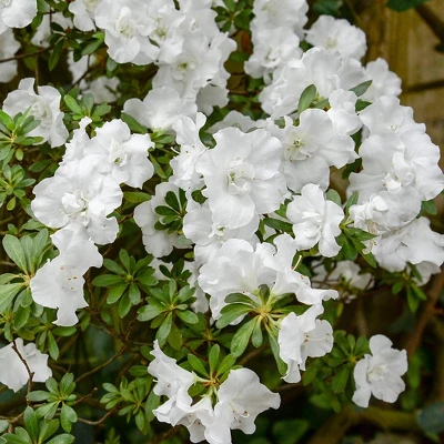 National Plant Network Live Outdoor Hardy Gardenia Azalea Plant - 1ct 3gal 5 National Plant Network Live Outdoor Hardy Gardenia Azalea Plant - 1ct 3gal - Image 3