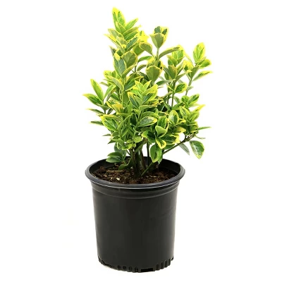 National Plant Network Live Outdoor Golden Euonymus Plant - 1ct 1gal 11 National Plant Network Live Outdoor Golden Euonymus Plant - 1ct 1gal - Image 9