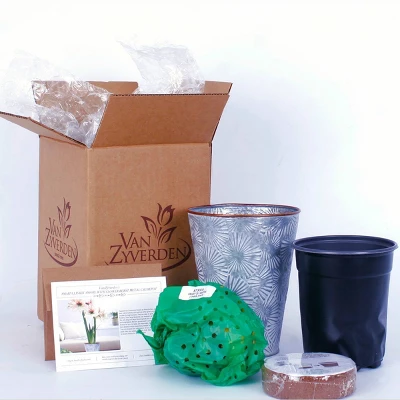 Van Zyverden Amaryllis Multicolored Flower Bulb With Flower Burst Metal Cachepot 6 Van Zyverden Amaryllis Multicolored Flower Bulb With Flower Burst Metal Cachepot - Image 4