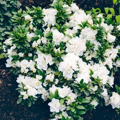 National Plant Network Live Outdoor Hardy Gardenia Azalea Plant - 1ct 3gal 3 National Plant Network Live Outdoor Hardy Gardenia Azalea Plant - 1ct 3gal