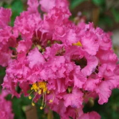 National Plant Network Pocomoke Dwarf Crepe Myrtle - 3gal 14 National Plant Network Pocomoke Dwarf Crepe Myrtle - 3gal -Artificial Plant Store GUEST ea906ef6 d131 4f00 92f0 d302ee8b3315