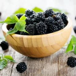 Bushel And Berry Blackberry 'Baby Cakes' 1pc Seasonal U.S.D.A. Hardiness Zones 4-8 National Plant Network 2.5qt -Artificial Plant Store GUEST eacfc248 7b85 466e 9c8c 10c5de722f7f