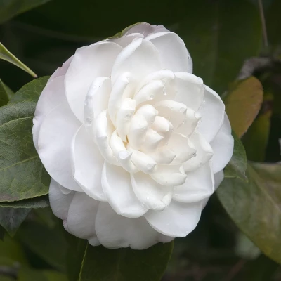 2.5qt Camellia Japonica Plant With White Blooms - National Plant Network 4 2.5qt Camellia Japonica Plant With White Blooms - National Plant Network - Image 2