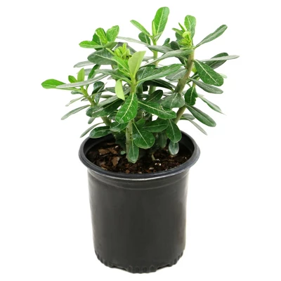 Desert Rose' 1pc - National Plant Network - Indoor Plant Or U.S.D.A. Hardiness Zones 10 - 11 3 Desert Rose' 1pc - National Plant Network - Indoor Plant Or U.S.D.A. Hardiness Zones 10 - 11