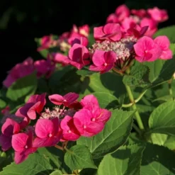 National Plant Network Live Outdoor 4" Cherry Explosion Hydrangea Plants - 3ct 14 National Plant Network Live Outdoor 4" Cherry Explosion Hydrangea Plants - 3ct -Artificial Plant Store GUEST ec0429de dd8a 4397 820c 8b403d34cb96