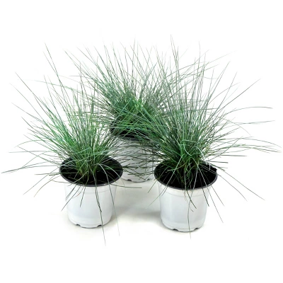 3pc White Muhly Grass With White Blooms - National Plant Network: Perennial Ornamental Grass, Full Sun, Zone 6-10 5 3pc White Muhly Grass With White Blooms - National Plant Network: Perennial Ornamental Grass, Full Sun, Zone 6-10 - Image 3