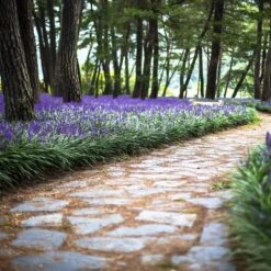 6pc Big Blue Liriope Plant With Purple Blooms - National Plant Network -Artificial Plant Store GUEST ed4ce0c4 af49 43e1 bf6b 6ab41138991d