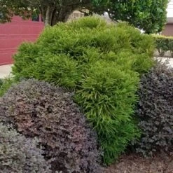 National Plant Network Live Outdoor Globosa Nana Cryptomeria Plant - 1ct 2gal 13 National Plant Network Live Outdoor Globosa Nana Cryptomeria Plant - 1ct 2gal -Artificial Plant Store GUEST ed939392 c1ba 4cfd 9e4d c41625f47f9d