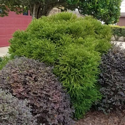 National Plant Network Live Outdoor Globosa Nana Cryptomeria Plant - 1ct 2gal 5 National Plant Network Live Outdoor Globosa Nana Cryptomeria Plant - 1ct 2gal - Image 3