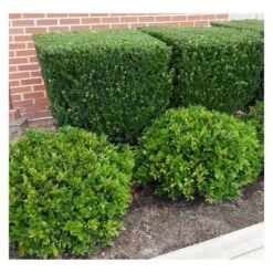 Holly 'Steeds' 2.25gal U.S.D.A. Hardiness Zones 5-9 - 1pc - National Plant Network 5 Holly 'Steeds' 2.25gal U.S.D.A. Hardiness Zones 5-9 - 1pc - National Plant Network -Artificial Plant Store GUEST ededb093 8c26 47ed baf1 b48c3ae08616
