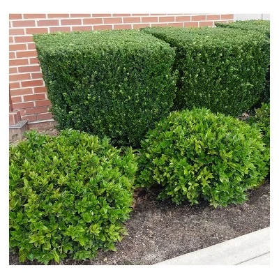 Holly 'Steeds' 2.25gal U.S.D.A. Hardiness Zones 5-9 - 1pc - National Plant Network 4 Holly 'Steeds' 2.25gal U.S.D.A. Hardiness Zones 5-9 - 1pc - National Plant Network - Image 2