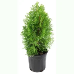 Arborvitae 'Green Giant' U.S.D.A. Hardiness Zones 5-8 Cottage Hill -Artificial Plant Store GUEST ee91239a d95a 4919 be71 b34cd35ec07a