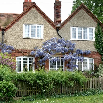 Wisteria 'Blue' 1pc U.S.D.A. Hardiness Zones 3-9 National Plant Network 2.5qt 4 Wisteria 'Blue' 1pc U.S.D.A. Hardiness Zones 3-9 National Plant Network 2.5qt - Image 2