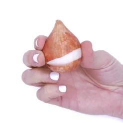 12ct Tulips Menton Exotic Orange Bulbs - Van Zyverden -Artificial Plant Store GUEST ef888541 572a 4b2b aa7d d5f24743645c