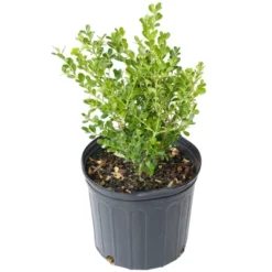 National Plant Network Outdoor Live Wintergreen Boxwood Plant - 1ct 1gal 16 National Plant Network Outdoor Live Wintergreen Boxwood Plant - 1ct 1gal -Artificial Plant Store GUEST f06f9918 911d 4f26 b9d0 cffc53990cc8