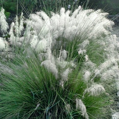 3pc White Muhly Grass With White Blooms - National Plant Network: Perennial Ornamental Grass, Full Sun, Zone 6-10 3 3pc White Muhly Grass With White Blooms - National Plant Network: Perennial Ornamental Grass, Full Sun, Zone 6-10