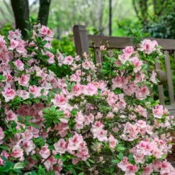 Encore 1pc Azalea Autumn Chiffon - National Plant Network -Artificial Plant Store GUEST f18df286 84b4 4ce0 8e76 0b017a15cbff