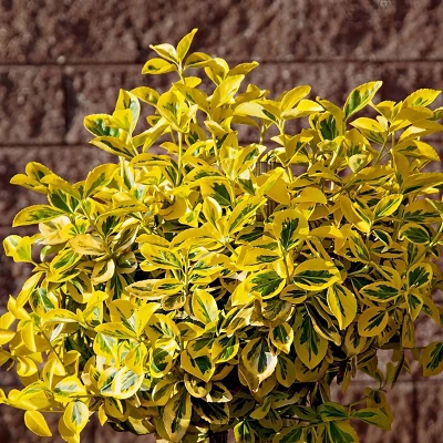 National Plant Network Live Outdoor Golden Euonymus Plant - 1ct 1gal 3 National Plant Network Live Outdoor Golden Euonymus Plant - 1ct 1gal
