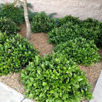 2.25gal Carissa Holly Plant - National Plant Network 4 2.25gal Carissa Holly Plant - National Plant Network - Image 2