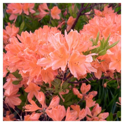 Azalea 'Blaauw's Pink' 1pc - National Plant Network - U.S.D.A. Hardiness Zones 6 - 9 4 Azalea 'Blaauw's Pink' 1pc - National Plant Network - U.S.D.A. Hardiness Zones 6 - 9 - Image 2