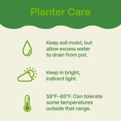 Halloween 12" Mumkin Live Plant - Good Little Garden™ 12 Halloween 12" Mumkin Live Plant - Good Little Garden™ -Artificial Plant Store GUEST f3969f41 f2cb 4b03 b91f f22b193e8fcb