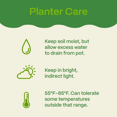 Halloween 12" Mumkin Live Plant - Good Little Garden™ 7 Halloween 12" Mumkin Live Plant - Good Little Garden™ - Image 5