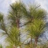 2.25gal Longleaf Pine Tree - National Plant Network -Artificial Plant Store GUEST f39c8f5c ee4a 4593 b24c 92b3cd958a68