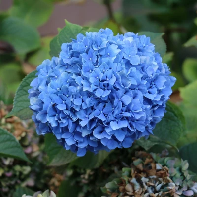 3pc Hydrangea Nikko Blue - National Plant Network 4 3pc Hydrangea Nikko Blue - National Plant Network - Image 2