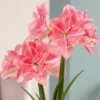 Van Zyverden Fast Track Amaryllis Bulb Kit Double Time With XL Artisan Decorative Planter 1 Van Zyverden Fast Track Amaryllis Bulb Kit Double Time With XL Artisan Decorative Planter -Artificial Plant Store GUEST f3ddcf62 03a7 4251 bb06 239794b9875f