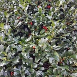 National Plant Network Live Outdoor Nellie R. Stevens Holly Plant - 1ct 3gal 13 National Plant Network Live Outdoor Nellie R. Stevens Holly Plant - 1ct 3gal -Artificial Plant Store GUEST f3e7d5ed 3550 4f6b bae8 7c8546782c06