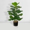 Forever Leaf 28" Artificial Fiddle Fig Leaf Plant In Black Pot, Indoor Artificial Plant For Home Decor 2 Forever Leaf 28" Artificial Fiddle Fig Leaf Plant In Black Pot, Indoor Artificial Plant For Home Decor -Artificial Plant Store GUEST f57fecb0 72c8 406c b1a4 e0672b392404