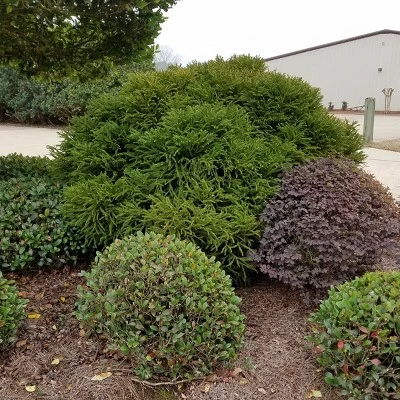 Cryptomeria 'Globosa Nana' 1pc U.S.D.A. Hardiness Zones 5-8 National Plant Network 2.25gal 6 Cryptomeria 'Globosa Nana' 1pc U.S.D.A. Hardiness Zones 5-8 National Plant Network 2.25gal - Image 4