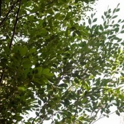 2.25gal Distylium Plant With White Blooms - National Plant Network 7 2.25gal Distylium Plant With White Blooms - National Plant Network -Artificial Plant Store GUEST f6c54d89 01f5 419d 8baf f79bac9f0916