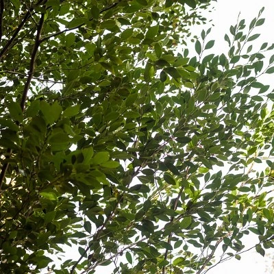 2.25gal Distylium Plant With White Blooms - National Plant Network 5 2.25gal Distylium Plant With White Blooms - National Plant Network - Image 3