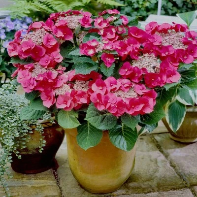National Plant Network Live Outdoor 4" Cherry Explosion Hydrangea Plants - 3ct 8 National Plant Network Live Outdoor 4" Cherry Explosion Hydrangea Plants - 3ct - Image 6
