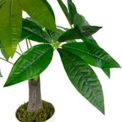 Northlight 18.5" Artificial Guiana Chestnut Plant In White Pot 11 Northlight 18.5" Artificial Guiana Chestnut Plant In White Pot -Artificial Plant Store GUEST f79c3e27 17fe 45d2 a1ee 144e410ac2fb