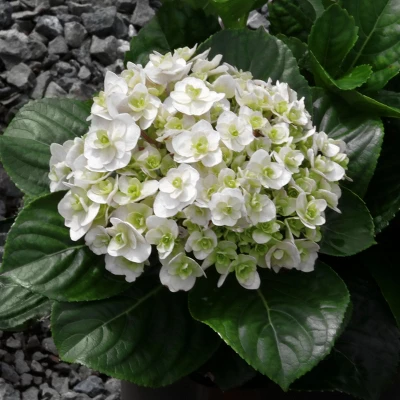 3pc Hydrangea Wedding Gown - National Plant Network 4 3pc Hydrangea Wedding Gown - National Plant Network - Image 2