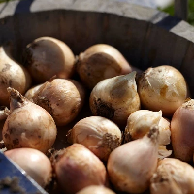 Van Zyverden 25ct Bulbs Allium Azureum Blue Globe Onions 3 Van Zyverden 25ct Bulbs Allium Azureum Blue Globe Onions